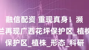 融信配资 重现真身！濒危物种铠兰再现广西花坪保护区_植株_形态_科研